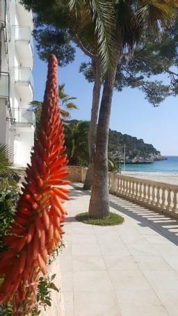 Hotel Apartamentos Cala Santanyí | Cala Santanyí-Mallorca | Hotel Cala Santanyí